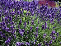 Schloss Tjolöholm 4